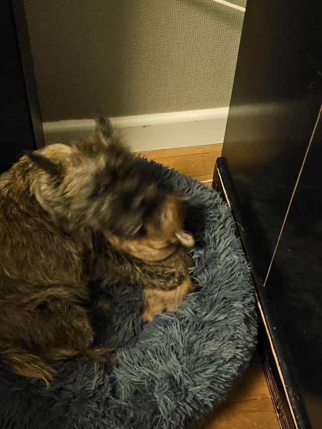 Vun Attilbrigga Cairn Terrier