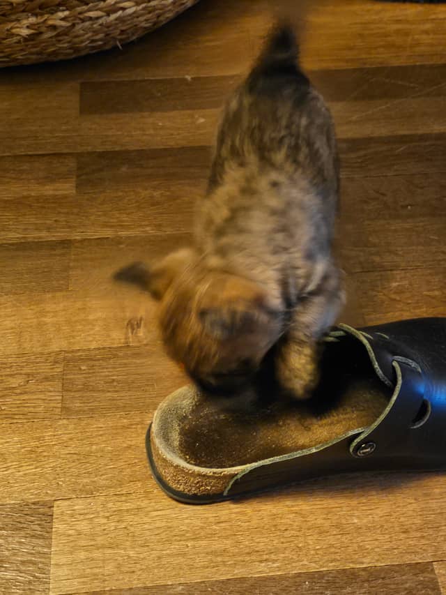 Vun Attilbrigga Cairn Terrier