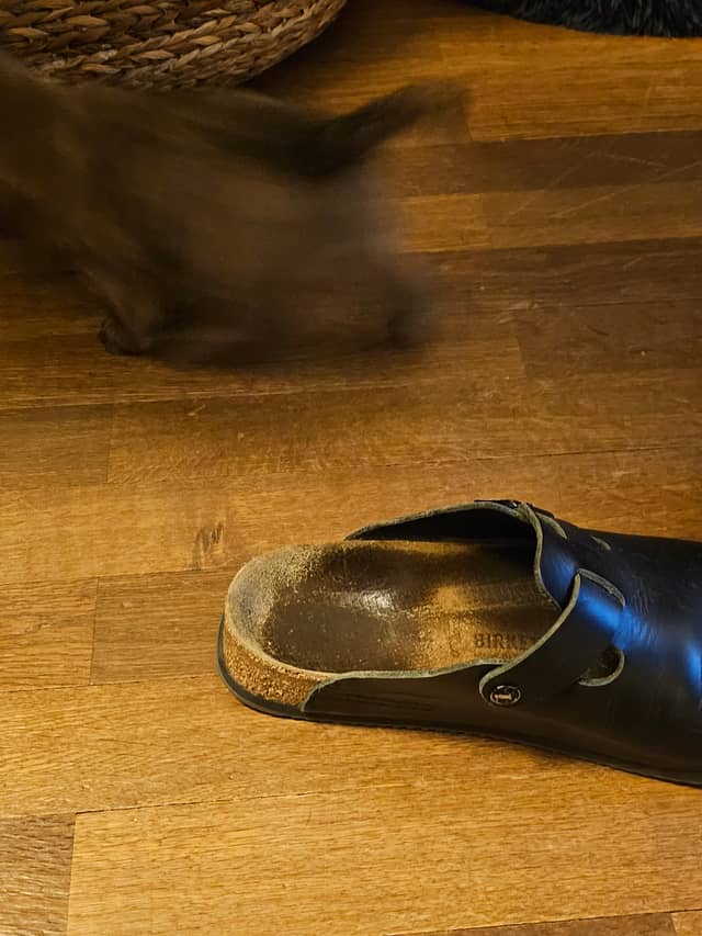 Vun Attilbrigga Cairn Terrier
