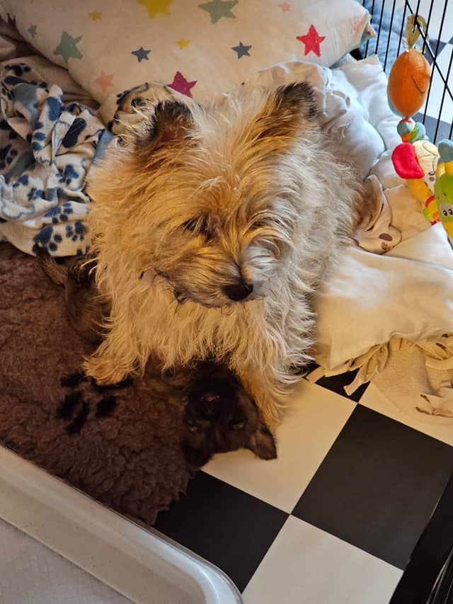 Vun Attilbrigga Cairn Terrier