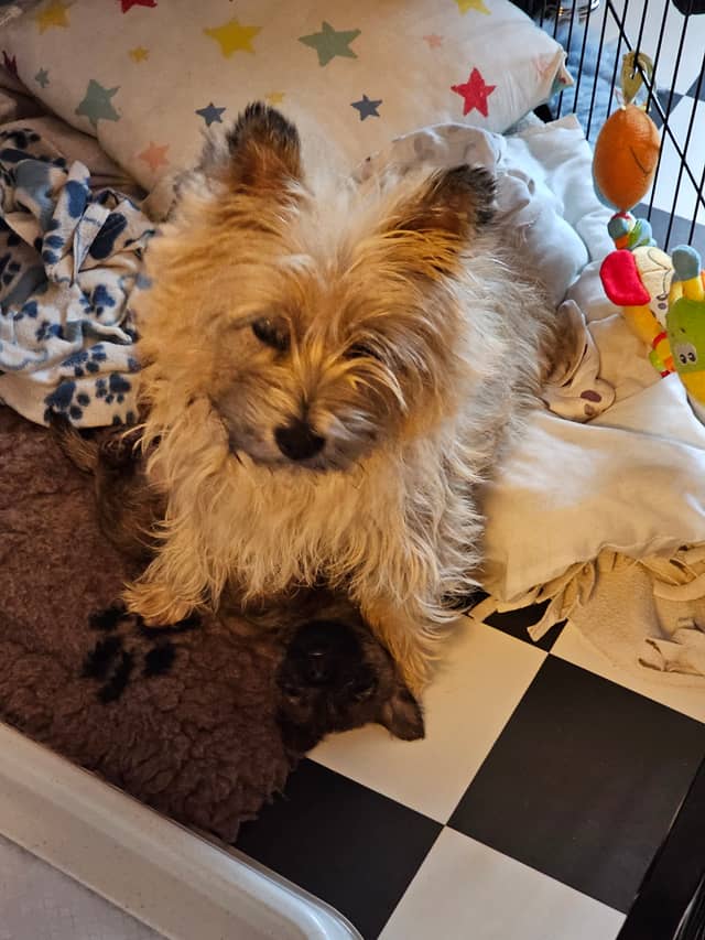 Vun Attilbrigga Cairn Terrier