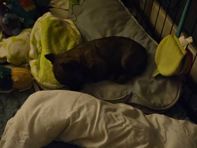 Vun Attilbrigga Cairn Terrier