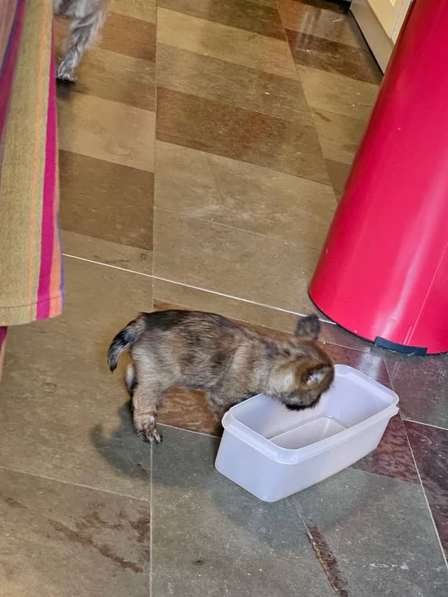 Vun Attilbrigga Cairn Terrier