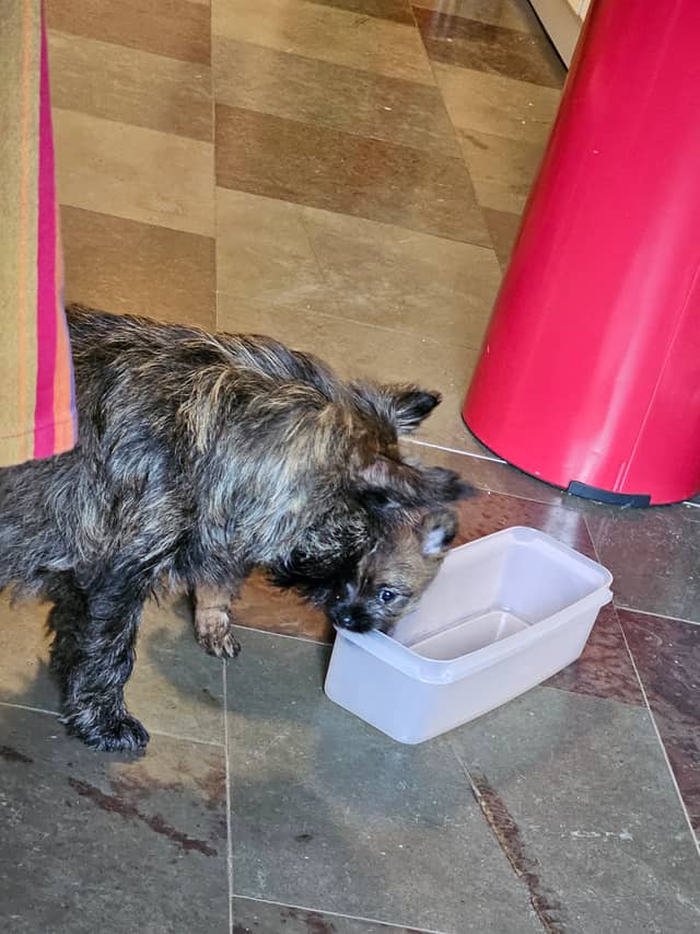 Vun Attilbrigga Cairn Terrier