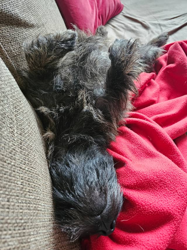 Vun Attilbrigga Cairn Terrier