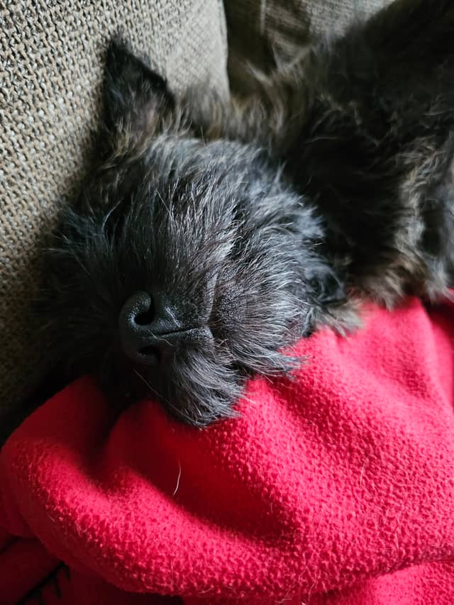 Vun Attilbrigga Cairn Terrier