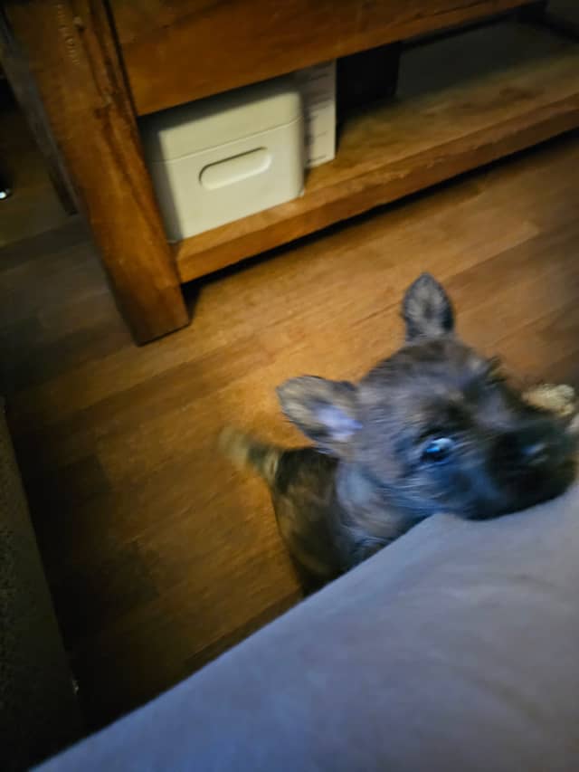 Vun Attilbrigga Cairn Terrier