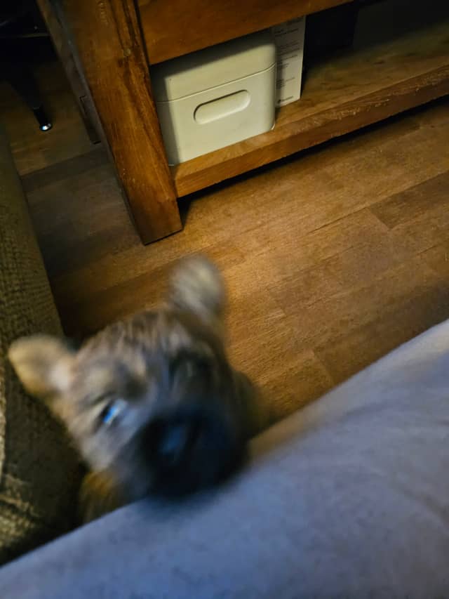 Vun Attilbrigga Cairn Terrier