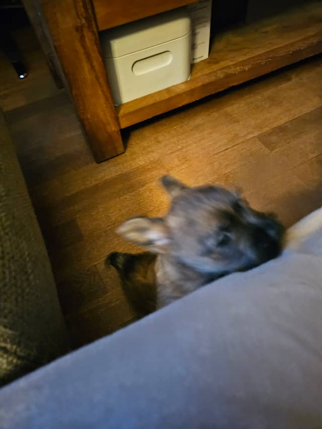 Vun Attilbrigga Cairn Terrier