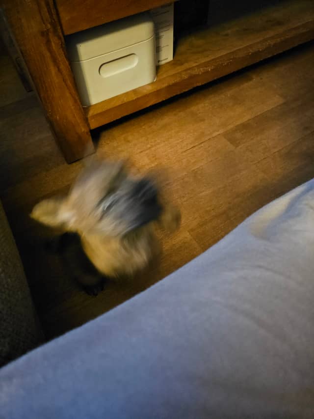 Vun Attilbrigga Cairn Terrier