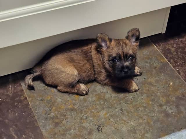 Vun Attilbrigga Cairn Terrier