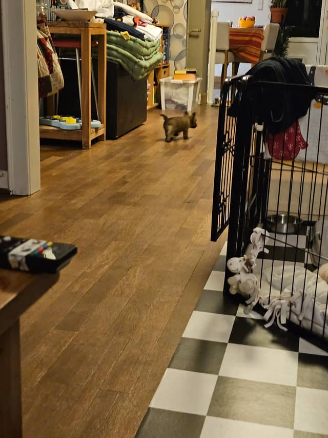 Vun Attilbrigga Cairn Terrier
