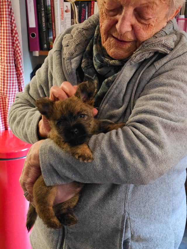 Vun Attilbrigga Cairn Terrier