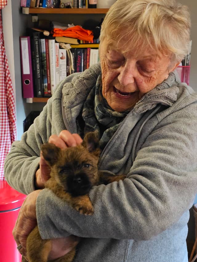 Vun Attilbrigga Cairn Terrier