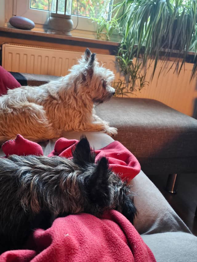 Vun Attilbrigga Cairn Terrier