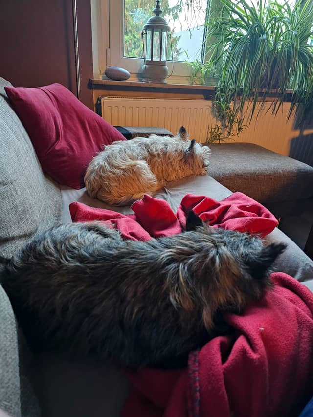 Vun Attilbrigga Cairn Terrier