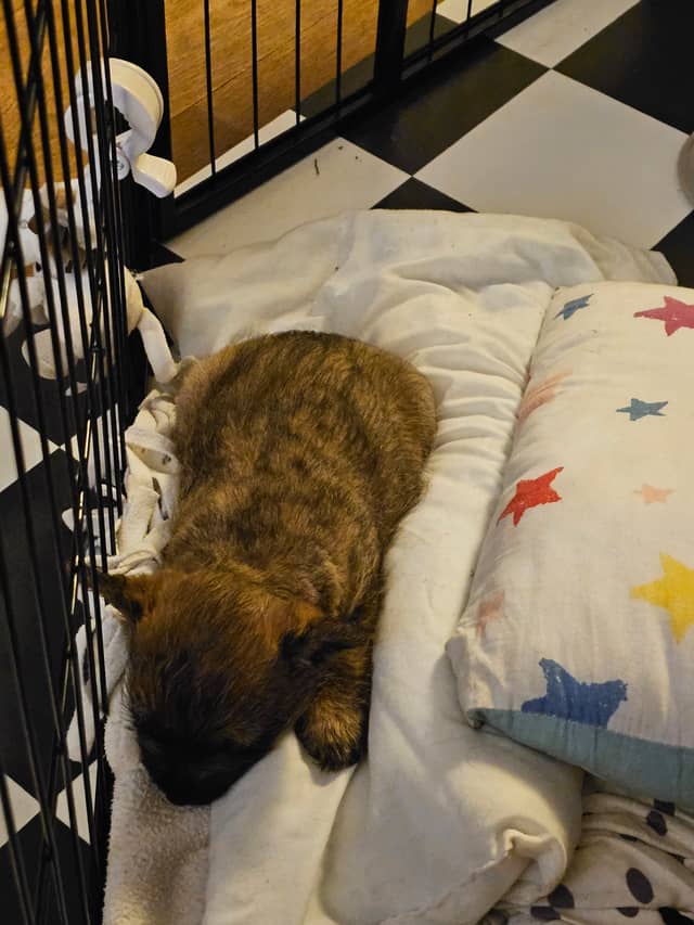Vun Attilbrigga Cairn Terrier