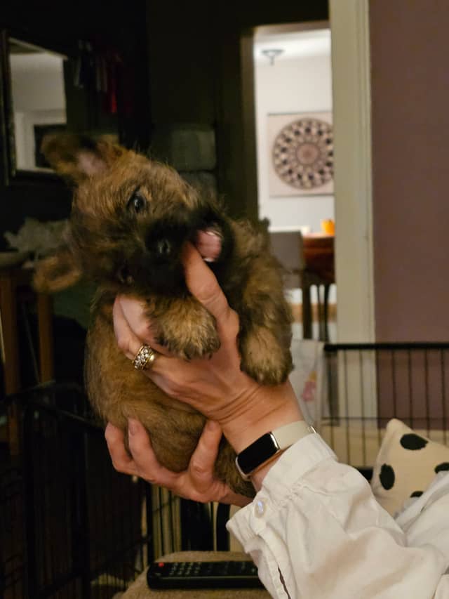 Vun Attilbrigga Cairn Terrier