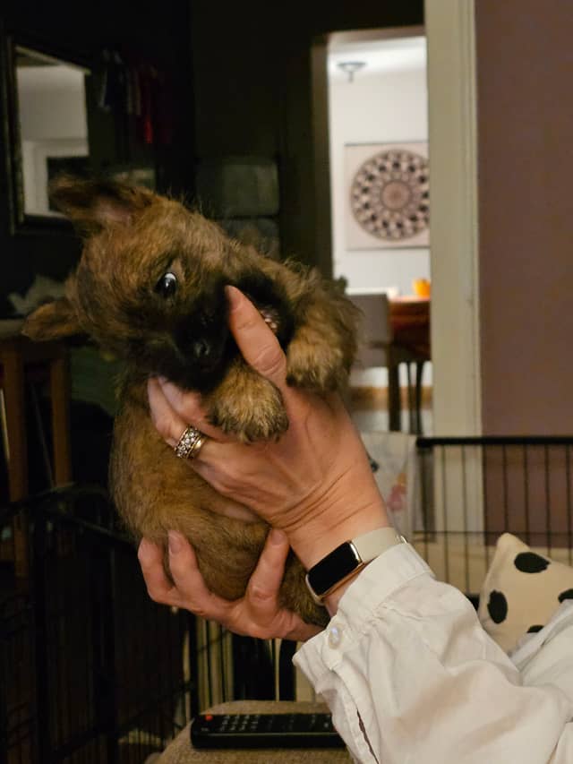 Vun Attilbrigga Cairn Terrier