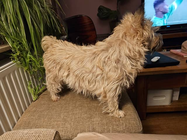 Vun Attilbrigga Cairn Terrier
