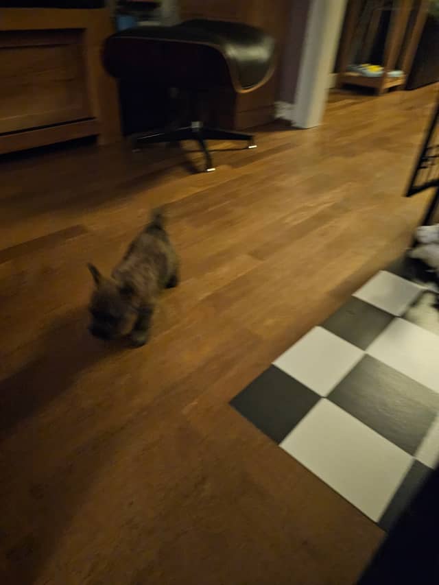 Vun Attilbrigga Cairn Terrier