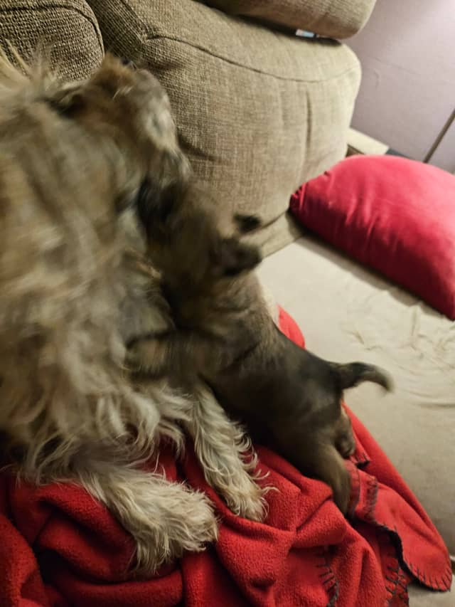 Vun Attilbrigga Cairn Terrier