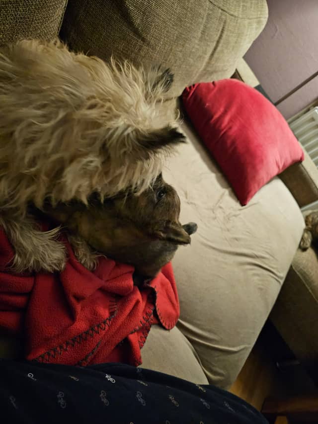 Vun Attilbrigga Cairn Terrier