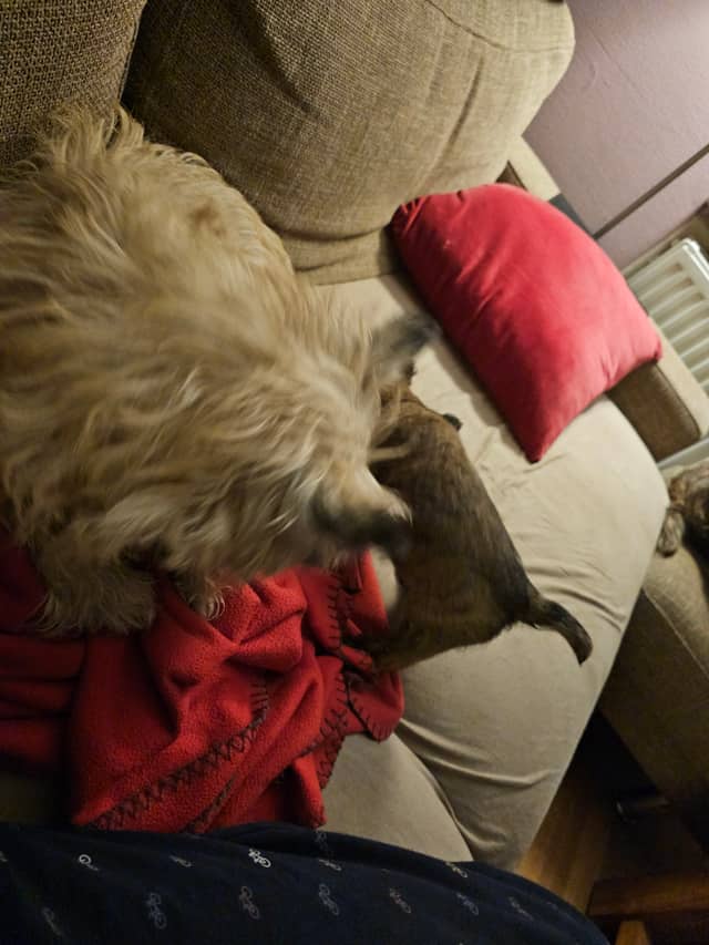 Vun Attilbrigga Cairn Terrier