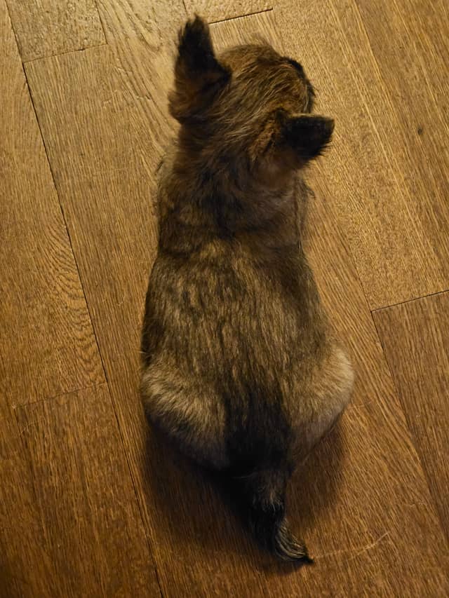 Vun Attilbrigga Cairn Terrier