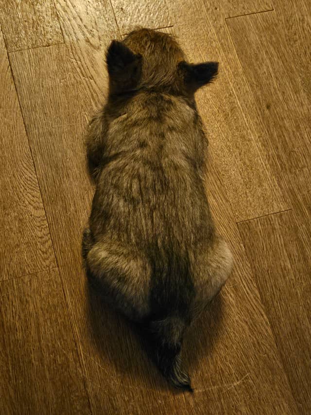 Vun Attilbrigga Cairn Terrier
