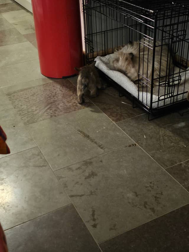 Vun Attilbrigga Cairn Terrier