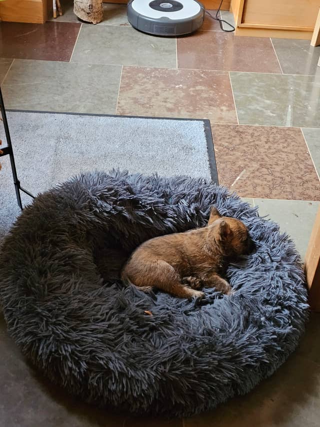 Vun Attilbrigga Cairn Terrier