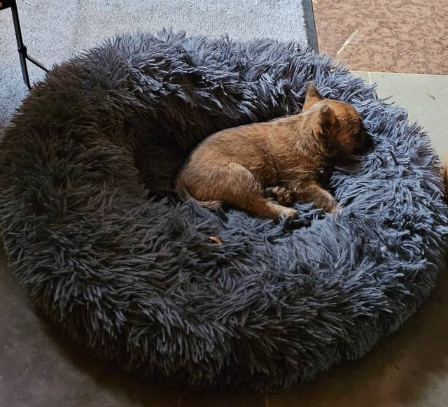 Vun Attilbrigga Cairn Terrier