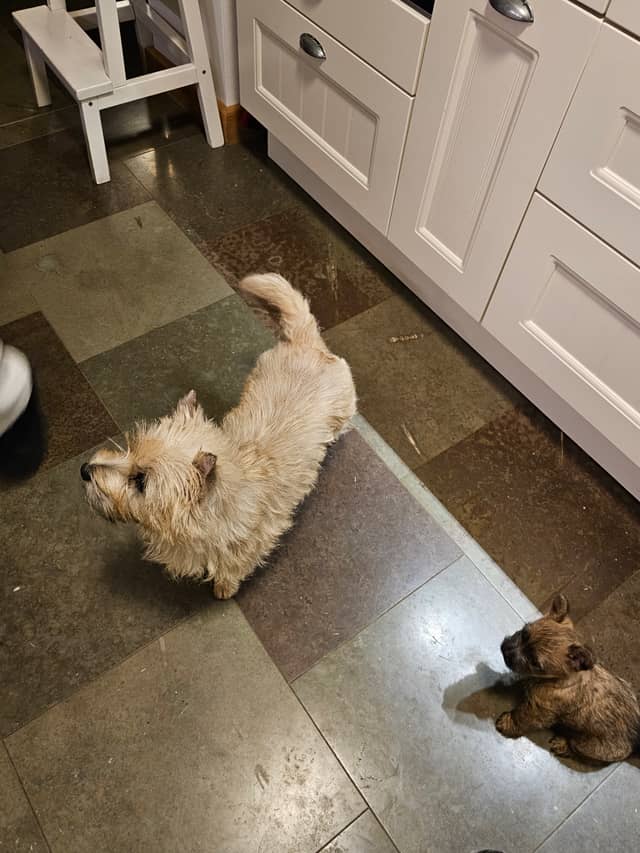 Vun Attilbrigga Cairn Terrier