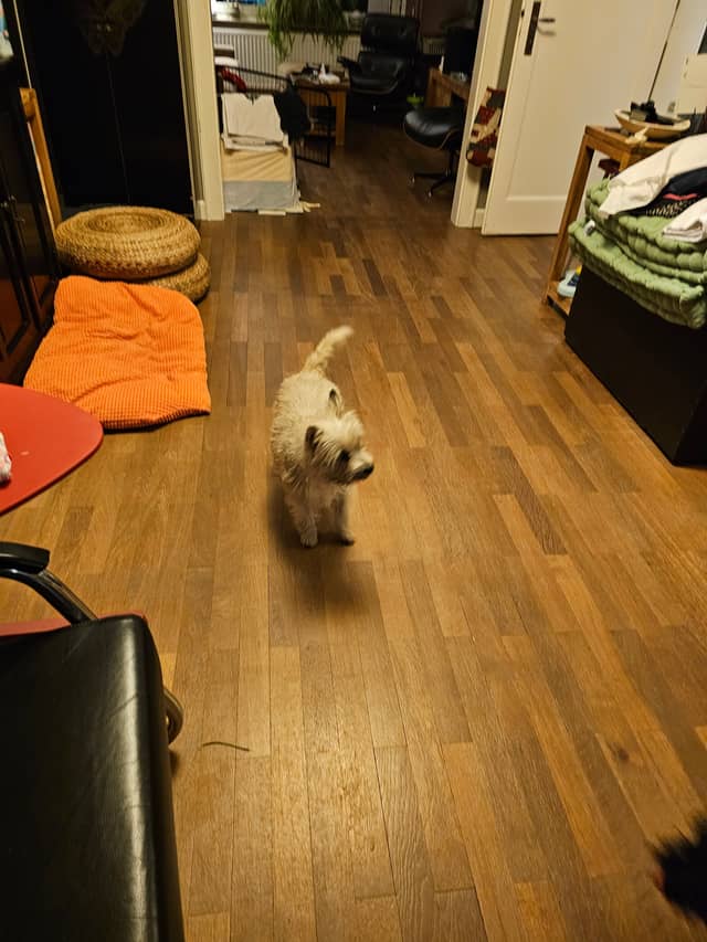 Vun Attilbrigga Cairn Terrier