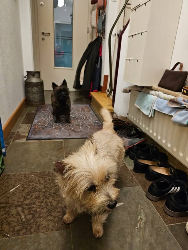 Vun Attilbrigga Cairn Terrier