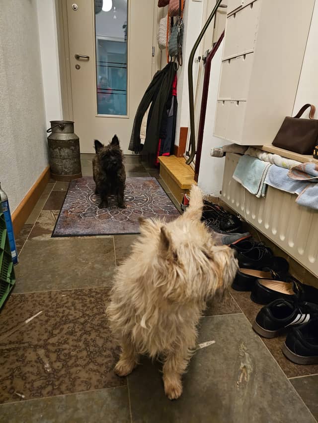 Vun Attilbrigga Cairn Terrier