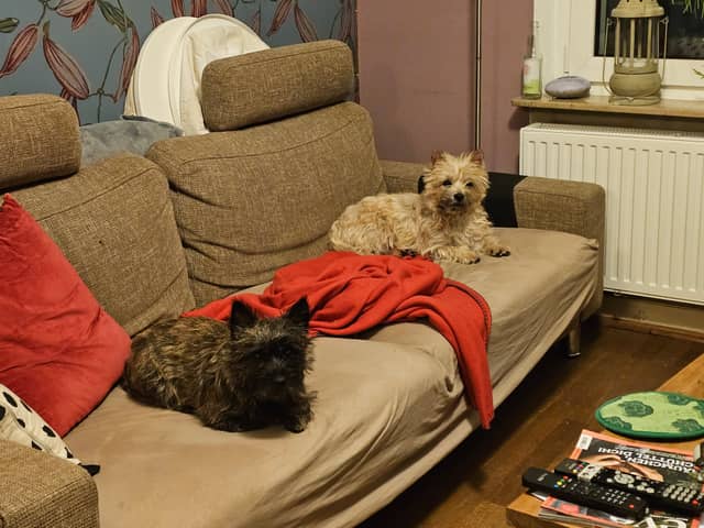 Vun Attilbrigga Cairn Terrier