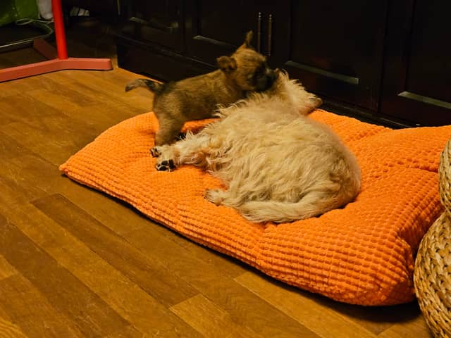 Vun Attilbrigga Cairn Terrier