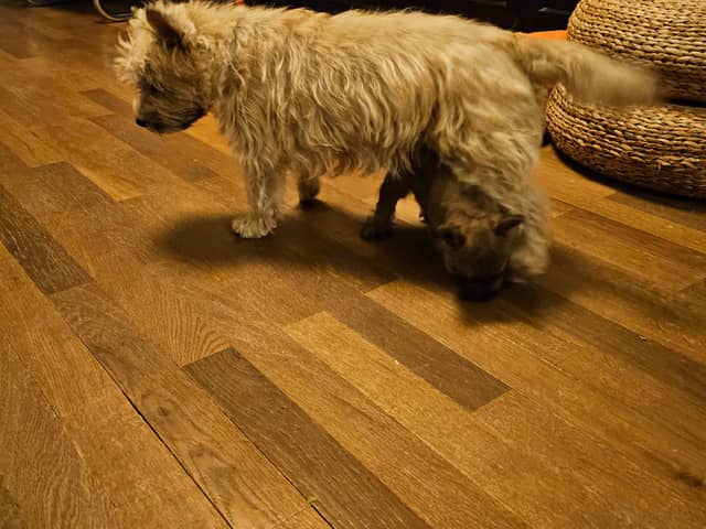 Vun Attilbrigga Cairn Terrier