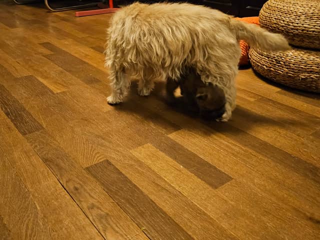 Vun Attilbrigga Cairn Terrier