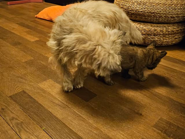 Vun Attilbrigga Cairn Terrier