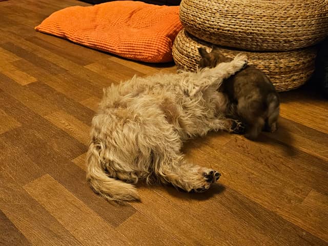 Vun Attilbrigga Cairn Terrier