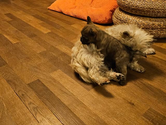 Vun Attilbrigga Cairn Terrier