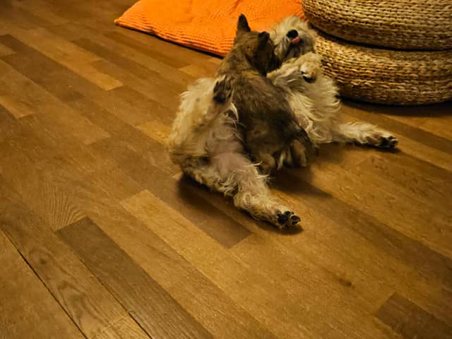 Vun Attilbrigga Cairn Terrier