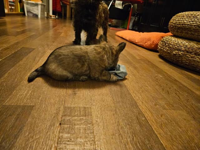 Vun Attilbrigga Cairn Terrier