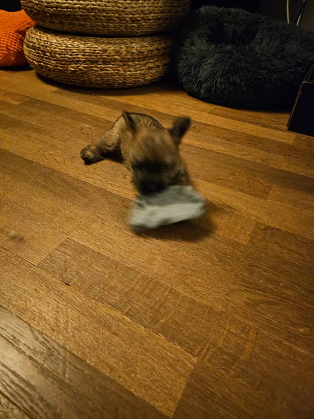 Vun Attilbrigga Cairn Terrier
