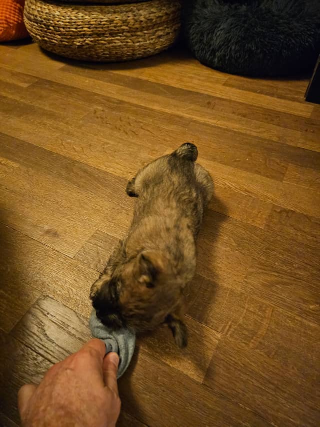 Vun Attilbrigga Cairn Terrier