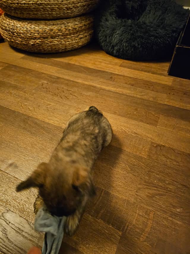 Vun Attilbrigga Cairn Terrier