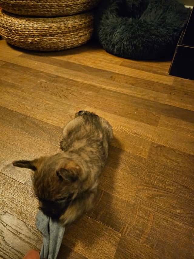 Vun Attilbrigga Cairn Terrier